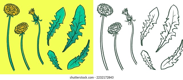 Clip art yellow Dandelion medicinal. Flowers and leaves isolated on a white background. Vector image. For printing, pharmaceuticals, and postcards.