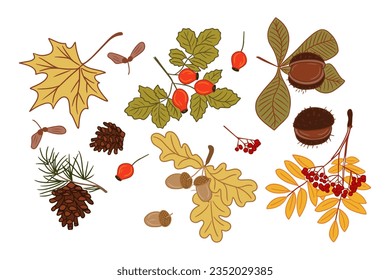 Clipart of autumn flat colored leaves and seeds. Isolated flat outline elements on white background. Maple leaf, ashberry, chestnut leaf, pine cone.Ideal for stickers, tatoo, pattern, wrapping paper