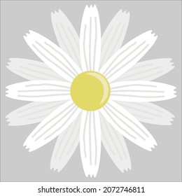 Clipart for Daisy flowers. White Daisy Illustration. Types of white flowers. Beautiful white petals of daisy flower. 