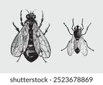 Clipart flies. Black insects. Graphic insects. Retro vintage clipart