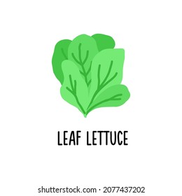 Un clipart con letuce de hoja sobre un fondo blanco. Ilustración vectorial aislada
