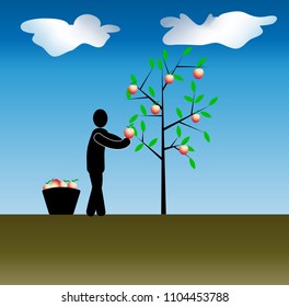 clipart on the theme of working in the garden. a symbol of a man plucking fruit from a tree. Next to the basket with ripe fruits
