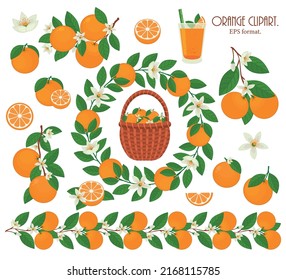 Clipart oranges. Citrus collection. Oranges isolated on white background.