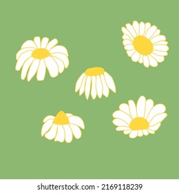 Clipart set of chamomile flowers