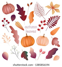 Clipart sticker with autumn leaves, pumpkin and berries, leaf hand drawn set. Isolated vector floral design with fall. 