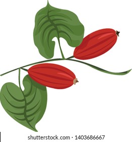 Clipart of two red oval-shaped cucumbers with calyx at its ends has two palm-like green leaves on the green stalk set isolated on white background, vector, color drawing or illustration.