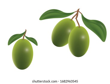 Clipart Vector Olive isolated on white background. Green Olive