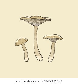 clitocybe dealbata isolated on light background