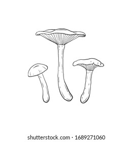 clitocybe dealbata isolated on light background