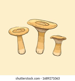clitocybe geotropa isolated on light background