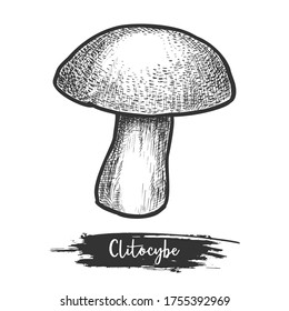 Clitocybe sketch or hand drawn sloping head. Forest or wood mushroom sketching. Vector illustration design for fungus. Organic edible fungi drawing. Vintage sign for saprotrophic shroom