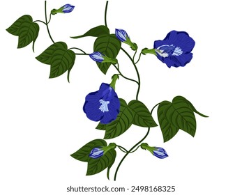 Clitoria ternatea sobre fondo blanco.