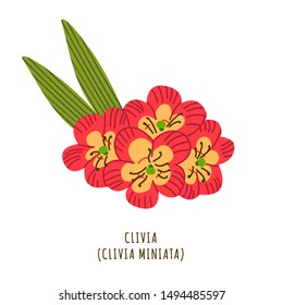 Clivia flat vector botanical illustration. Hand drawing of exotic, tropical flower. Isolated plant clipart with typography. Icon, logo design element for florist shop business 