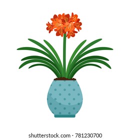 Clivia house plant in flower pot, vector icon on white background