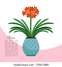 Clivia Indoor Plant In Pot Banner Template, Vector Illustration