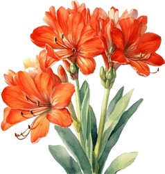 Clivia Watercolor Illustration. Hand Drawn Underwater Element Design. Artistic Vector Marine Design Element. Illustration For Greeting Cards, Printing And Other Design Projects.