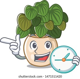 With clock peperomia isolated within in the character