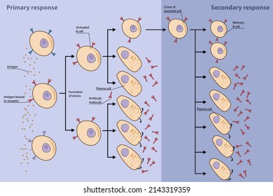 Clonal selection of B cells. Primary B cell immune response with production of antibody-secreting plasma cells and memory B cells. Secondary responses with production of more plasma and memory B cells