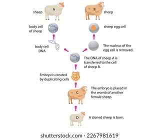 cloned sheep formation illustrator design