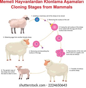 Cloning Stages from Mammals, Education