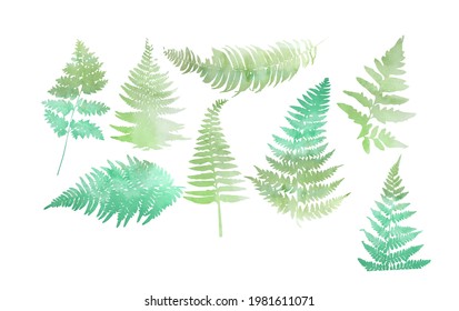 Close up 8 leaf fern isolated on white background. Vector illustration