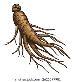 Close Up of Aged Ginseng Root Showing Intricate Texture and Lines Used in Traditional Medicine Isolated White