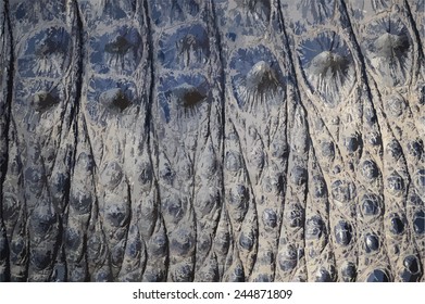 Close Up of Alligator Skin, Vector 