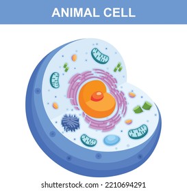 Close Up Animal Cell Structure Colorful Flat Vector Illustration