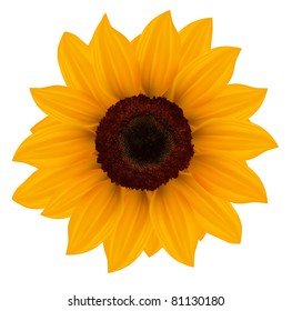 Close up of beautiful yellow sunflower. Vector illustration.