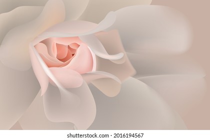 Close up blooming pink rose.vector image