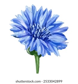 Close up of blue cornflower flower isolated on white background. Blue Cornflower Herb or bachelor button flower. Macro picture of corn flowers.