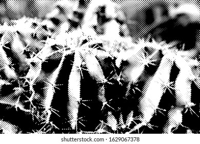 Close up of cacti. Background vector texture