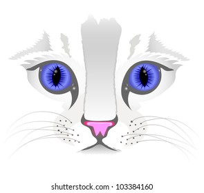 Close up of cat face