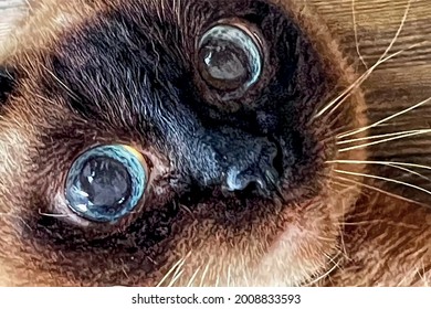 Close up cat portrait in nature