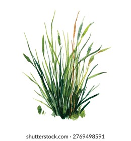 Close up of cattail plant leaves