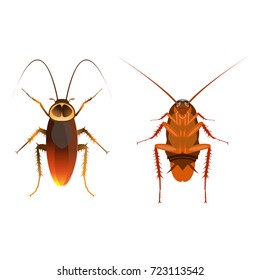 Close up cockroach image, cartoon flat-style vector illustration.