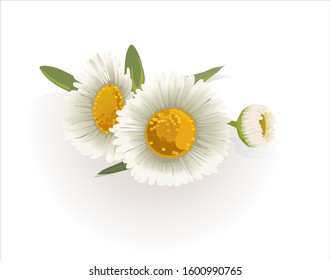 Close up composition of pure white realistic chamomile flowers. Herbal decoration element for tea, herb and healthcare natural products.