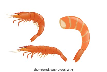 Close up cooked shrimp with skin on. Cooked shirmp on white background illustration.