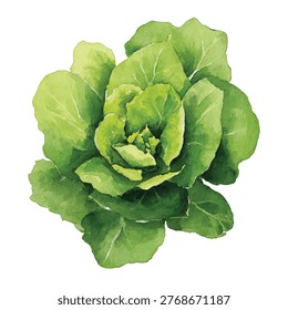 Close up of crisp lettuce leaves