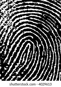 Close crop of a Fingerprint - Very accurately scanned and traced ( Vector is transparent so it can be overlaid on other images, vectors etc.)