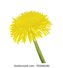 Close up of dandelion flower. Vector illustration isolated on white background. Simple gradients are used.
