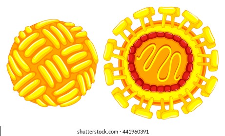 Close up diagram of zika virus  illustration