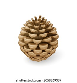 Close Up of Dried Brown Pine Cone. Single Decorative Woody Fruit of a Conifer Tree. Christmas Decoration, Holiday Decorative Concept on White Backdrop