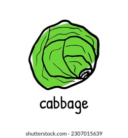 Close up of fresh cabbage doodle icon, green hand drawn vegetable with its name