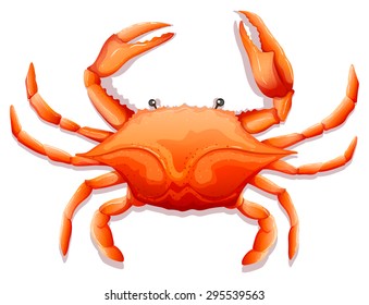 Close up fresh crab with sharp claws