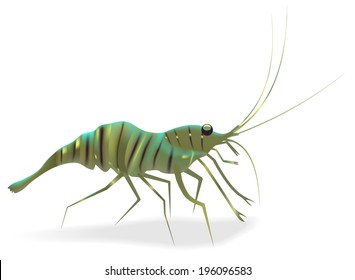 Close up of fresh shrimp isolated on white background. Vector