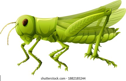 Close up of grasshopper in cartoon style on white background illustration