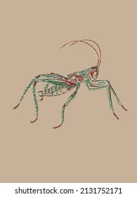 Close up green grasshopper hand drawn in vector and isolated on a craft background. Trendy imitation of a pencil color sketch in a realistic style, page from a entomological sketchbook, macro artwork.