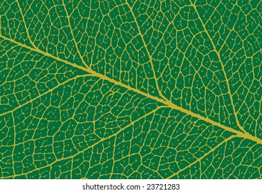 Close up of green keaf with detail veining