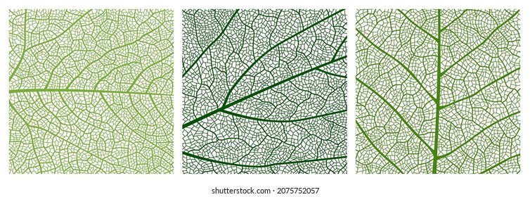 Close up green leaf texture pattern, leaf pattern background with veins and cells. Vector venation structure of eco nature tree or plant foliage, abstract mosaic backdrop of birch or maple leaf